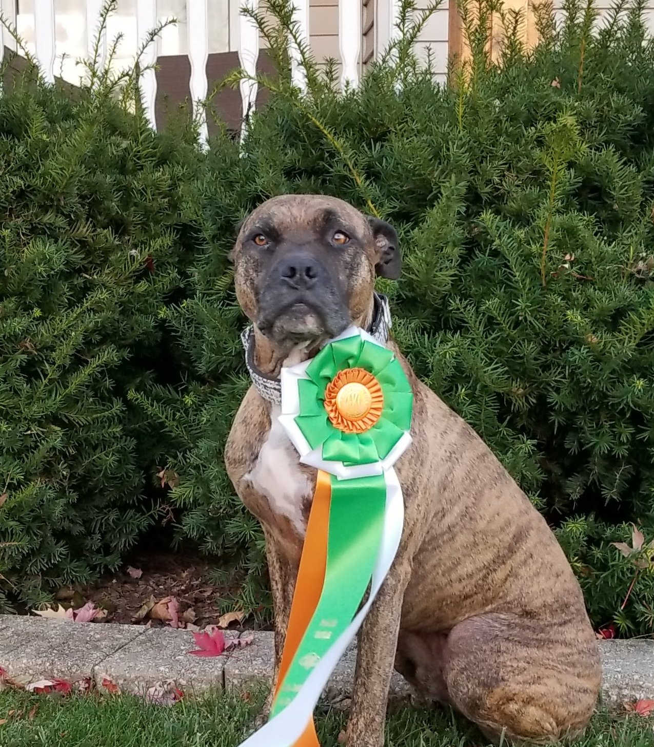 Bo with competition awards