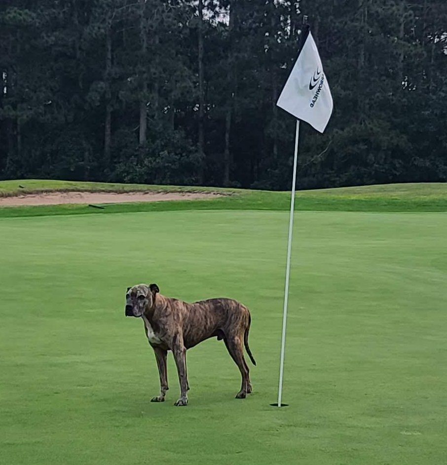 Bo enjoying retirement at the golf course