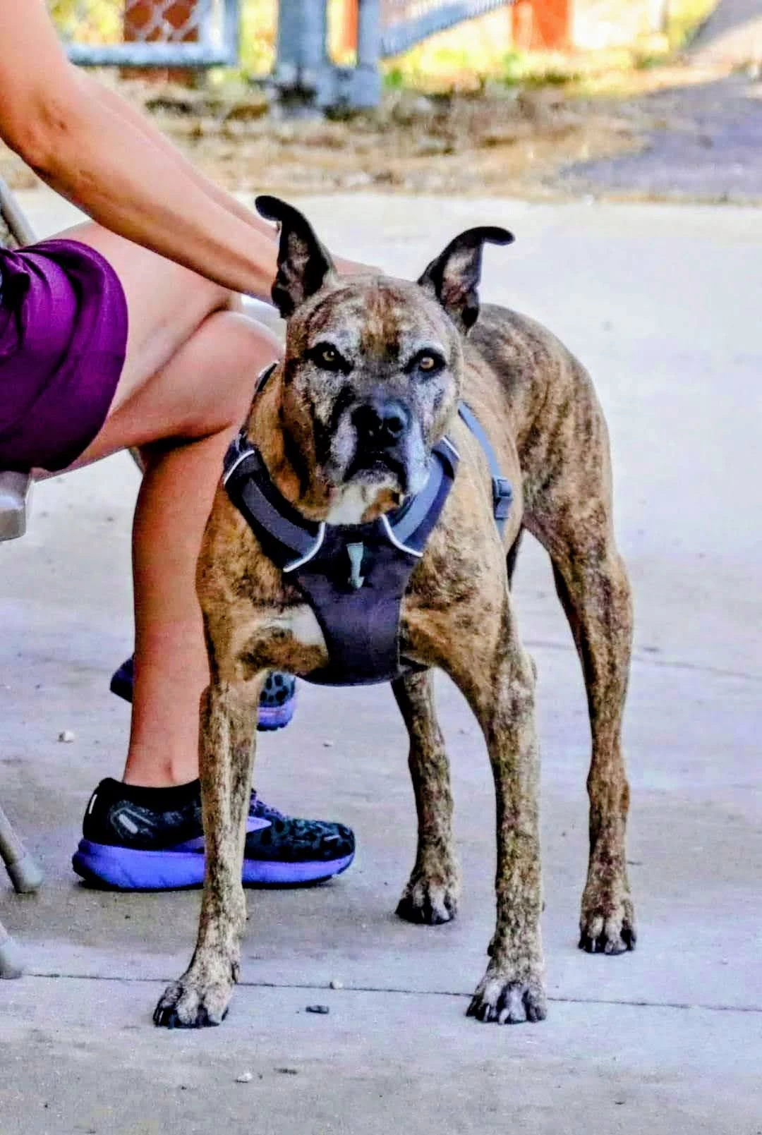 Bo - Retired American Staffordshire Terrier champion enjoying retirement