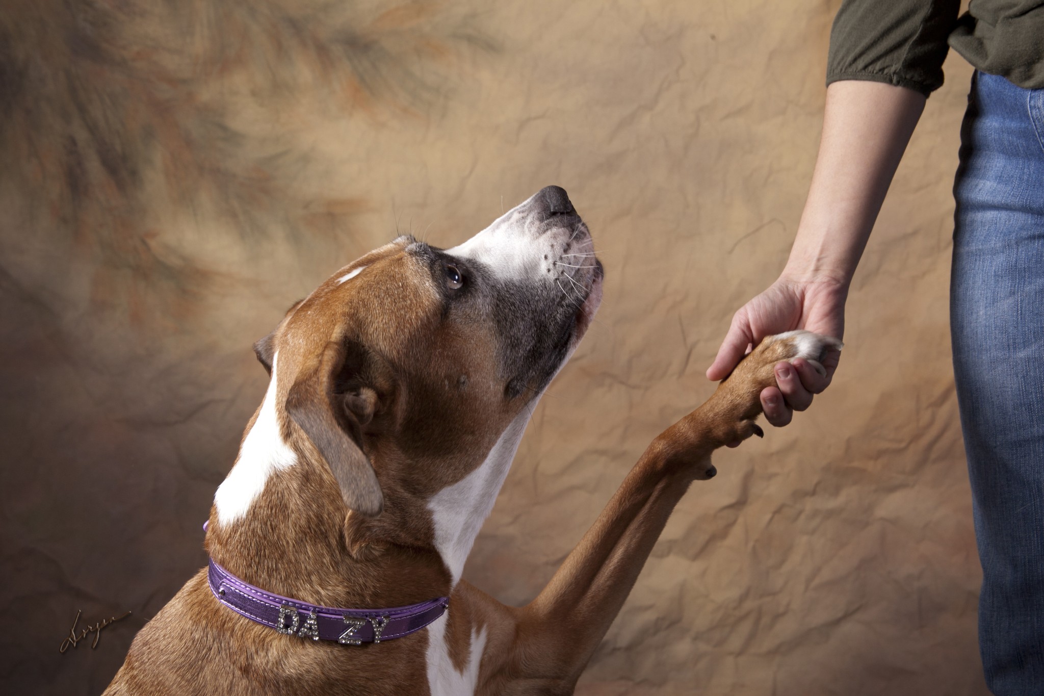 Dazy - American Staffordshire Terrier rescue who started Shauna's journey