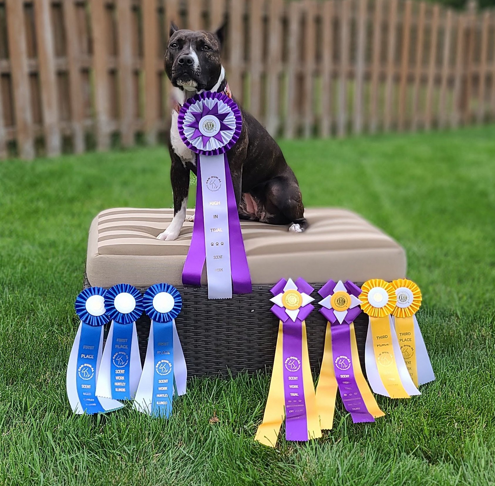 Ellie with championship awards