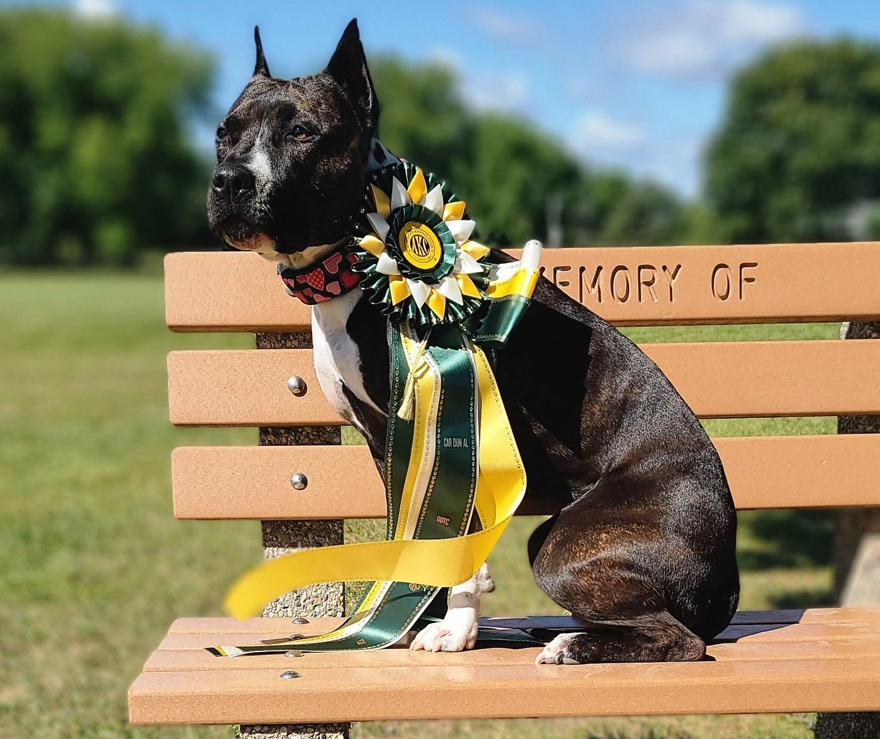 Ellie at Fast Cat event