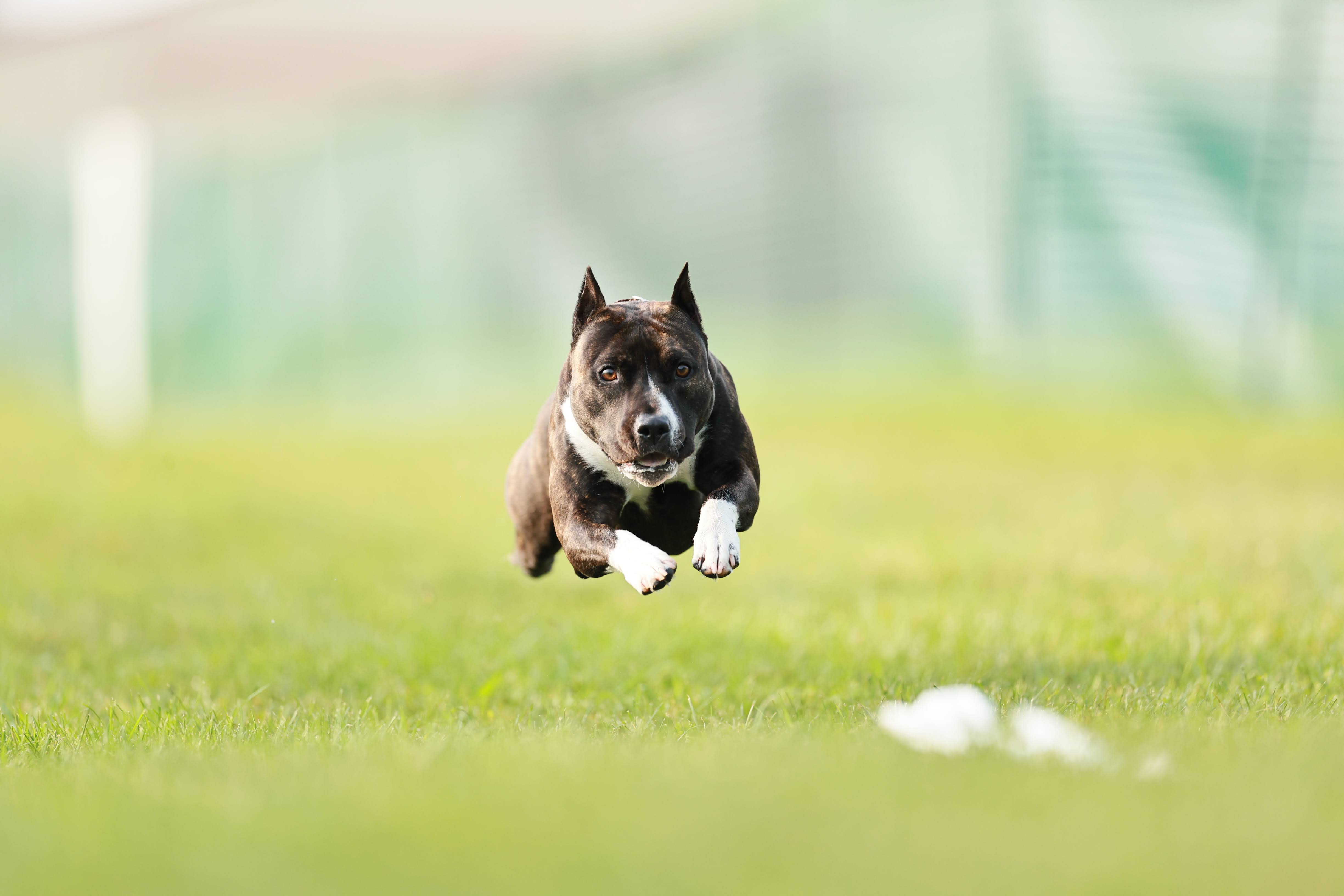 Ellie - American Staffordshire Terrier Champion